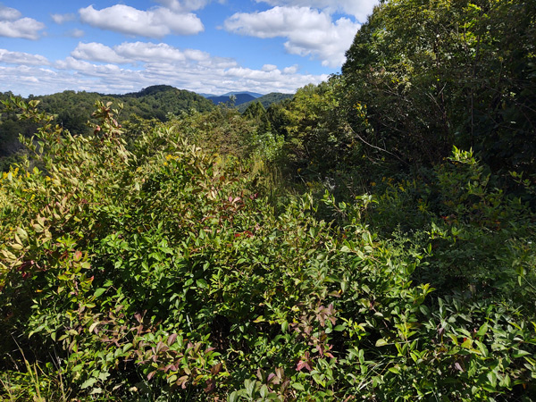 View of overgrown farmland in the mountains of East Tennessee