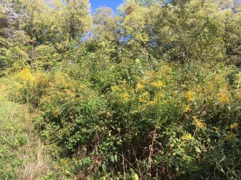 Edge of the forest overgrown with young weed trees and brush