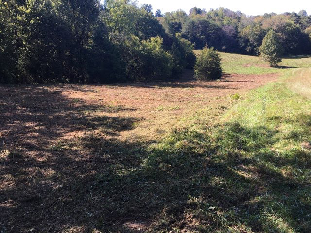 Reclaimed pasture with select mature trees left untouched