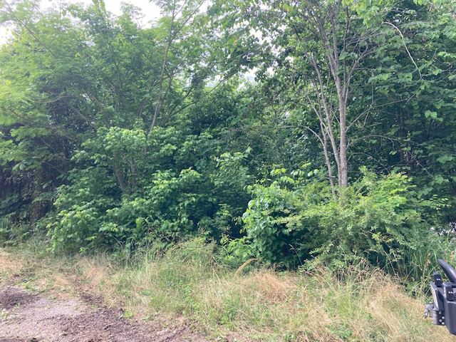 Land that has reforested along the road in Limestone, TN