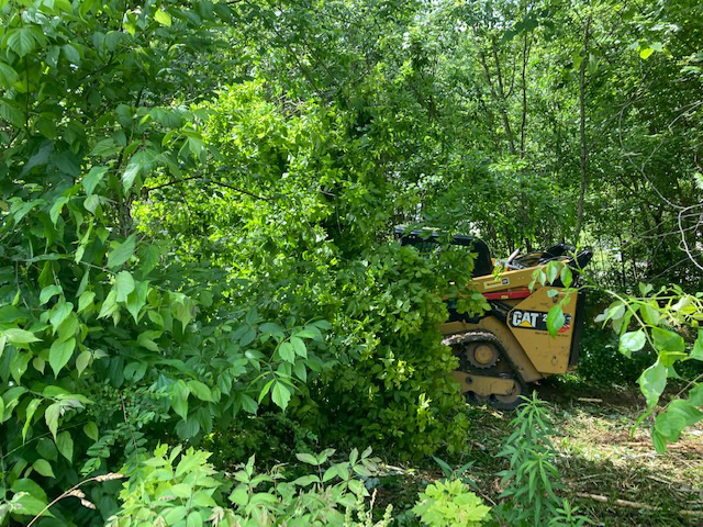 Compact track loader machine clearing forest area with mulching